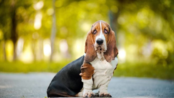 Basset Hound