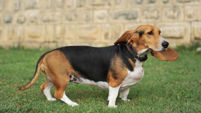 Basset Hound