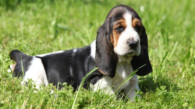 Basset Hound Welpe