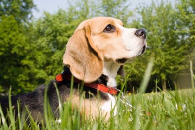 Beagle im Gras