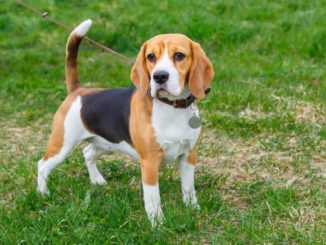 Beagle stehend Leine