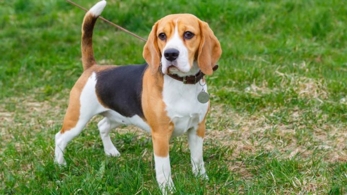 Beagle stehend Leine