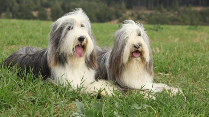 Bearded Collie Bearded Collie
