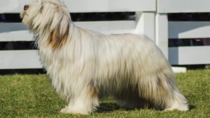 Bearded Collie weiß