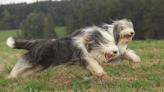 Beardie Bearded Collie