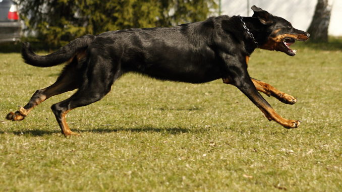 Beauceron