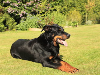 Beauceron (Berger de Beauce)