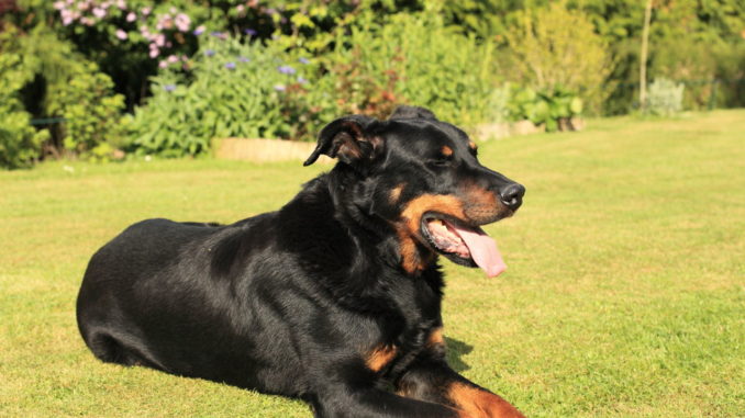 Beauceron (Berger de Beauce)