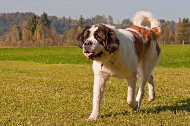 Bernhardiner › HundeInfo.de