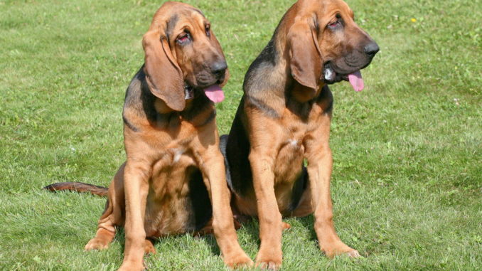 Bloodhound Bluthund
