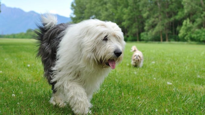 Bobtail Bobtail