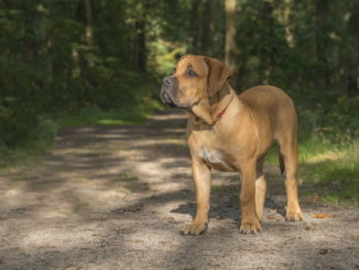 Boerboel