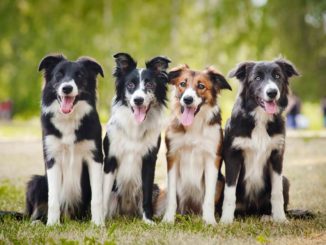 Border-Collies