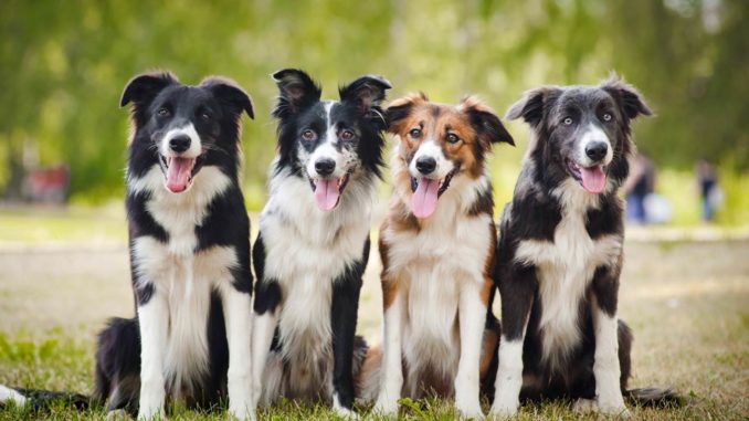 Border-Collies