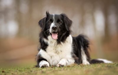 Border-Collie liegend