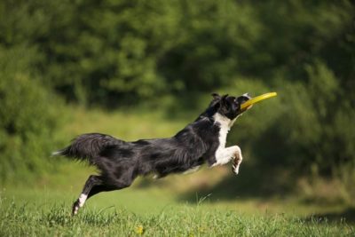 Border-Collie spielend