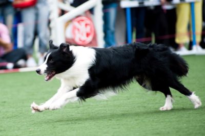 Border Collie Wettbewerb