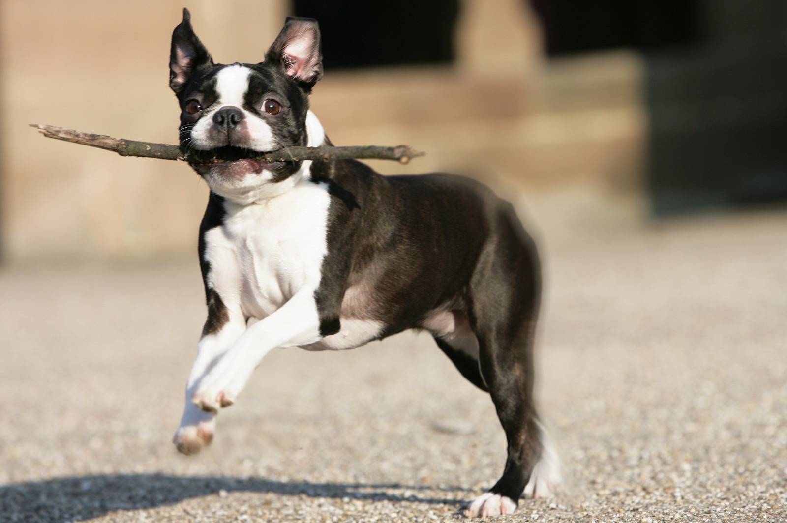Boston-Terrier – Hunde-Info.de