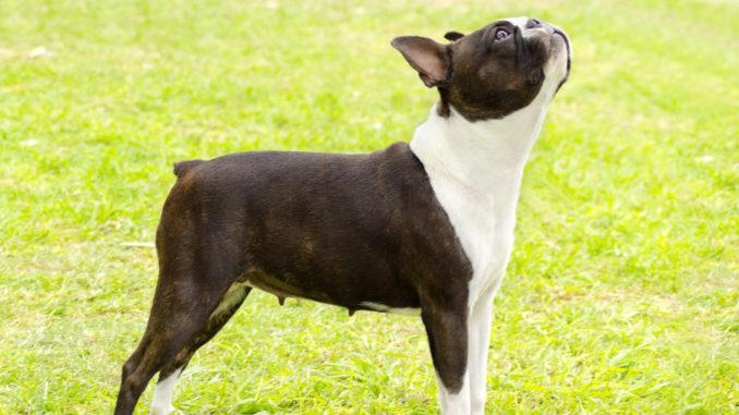 Boston-Terrier