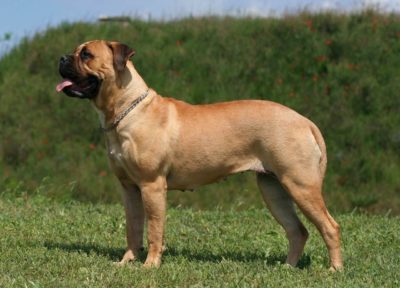 Bullmastiff