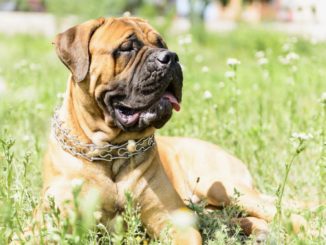 Bullmastiff