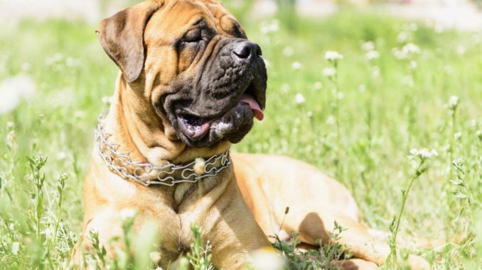 Bullmastiff Bullmastiff