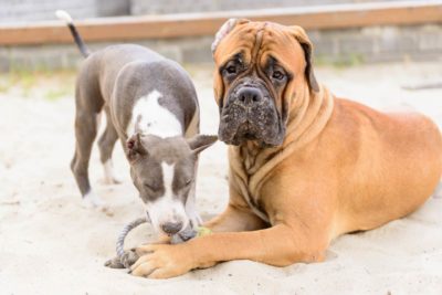 Bullmastiff Stafford Terrier