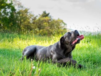 Cane Corso