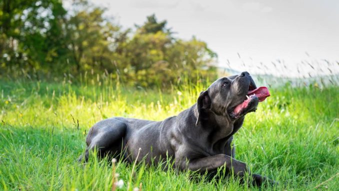 Cane Corso