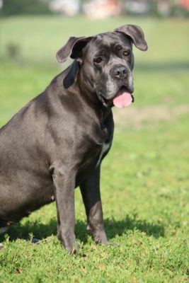 Cane Corso schwarz