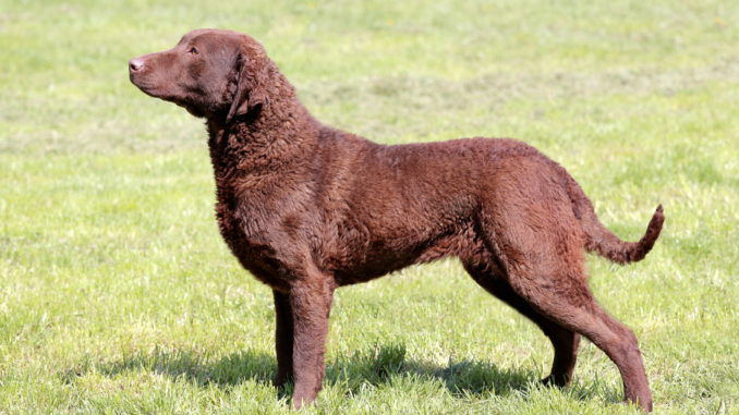 Chesapeake Bay Retriever