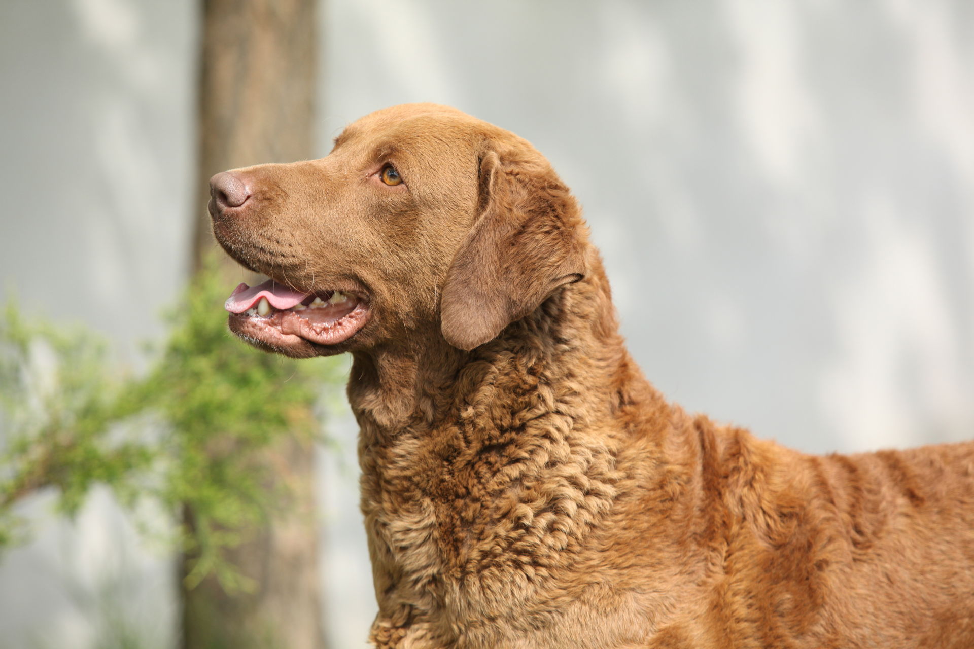 Chesapeake Bay Retriever › HundeInfo.de