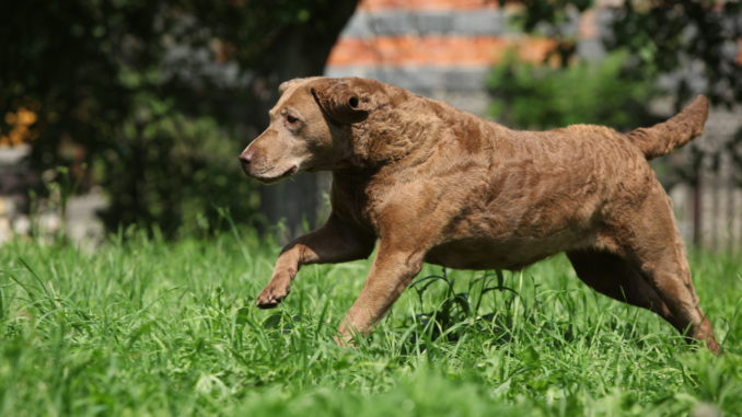 Chesapeake Bay Retriever