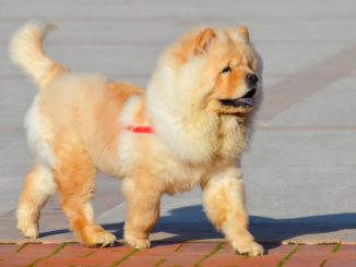 Chow-Chow