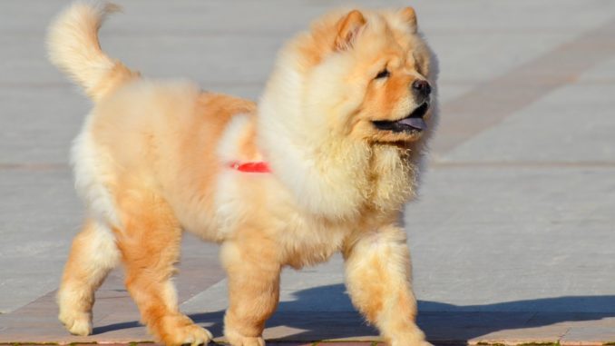 Chow-Chow Chow-Chow