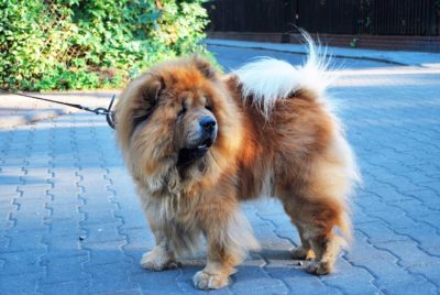 Chow-Chow