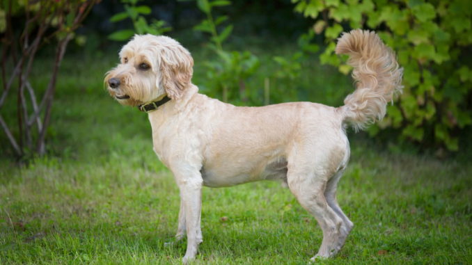 Cockerpoo Cockerpoo