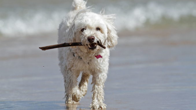 Cockerpoo Strand