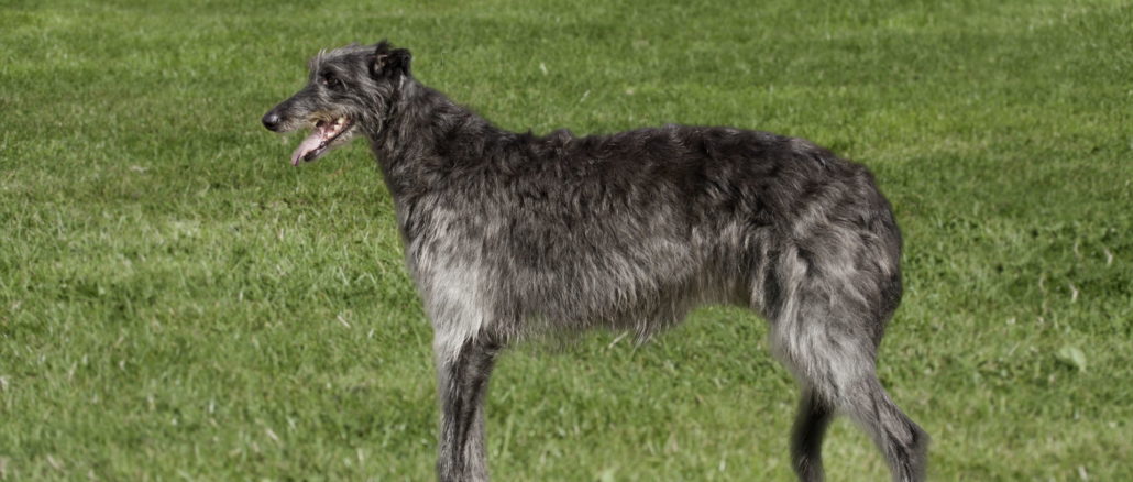 Deerhound