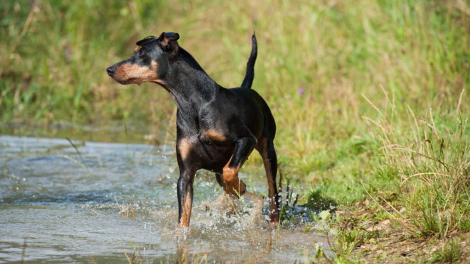 Deutscher Pinscher