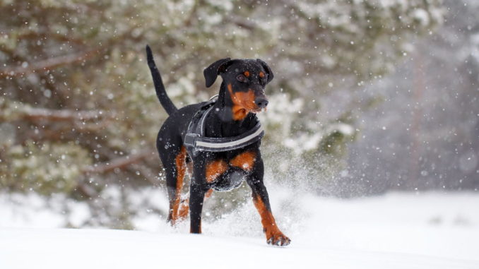 Deutscher Pinscher