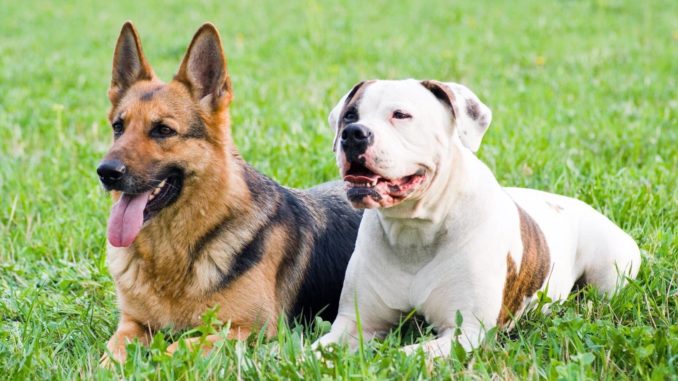 Deutscher Schäferhund American Bulldog