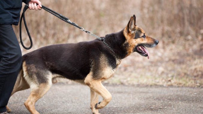 Deutscher Schäferhund Leine