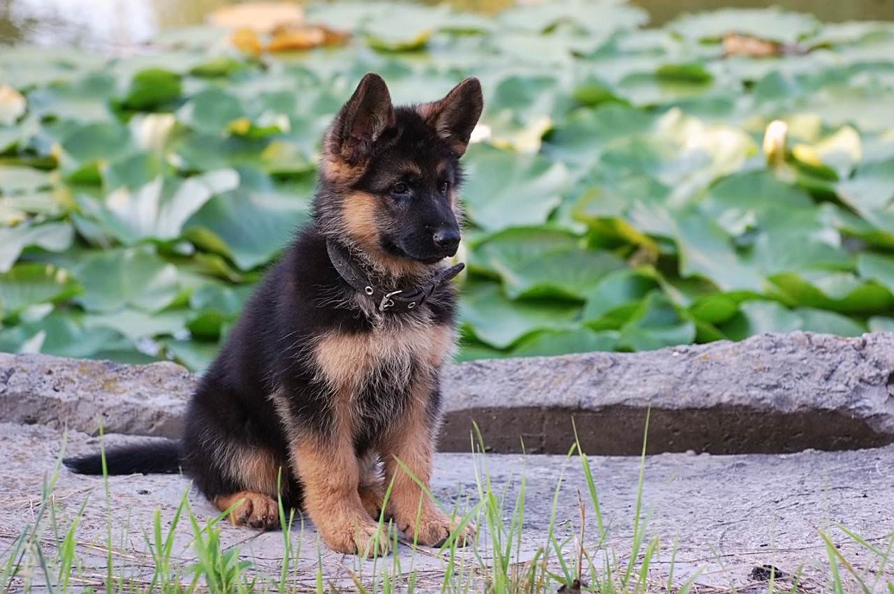 Deutscher Sch ferhund Hunde Info de