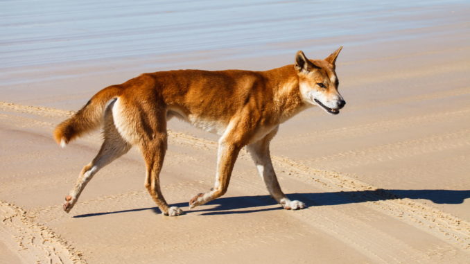 naturpark Påvirke licens Dingo › Hunde-Info.de