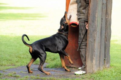 Dobermann Ausbildung