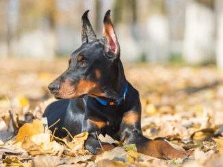 Dobermann liegend