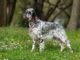 English Setter