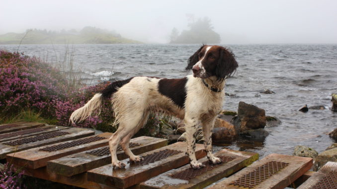 English Springer Spaniel