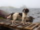 English Springer Spaniel